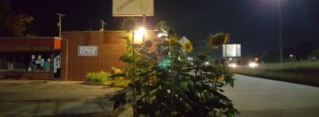 Safira's Center for World Dance