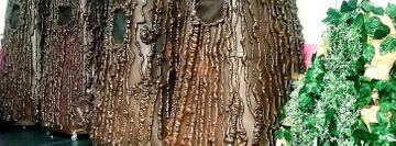 Cypress Dance