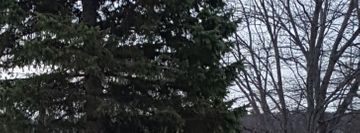 Dancing Feet Studios